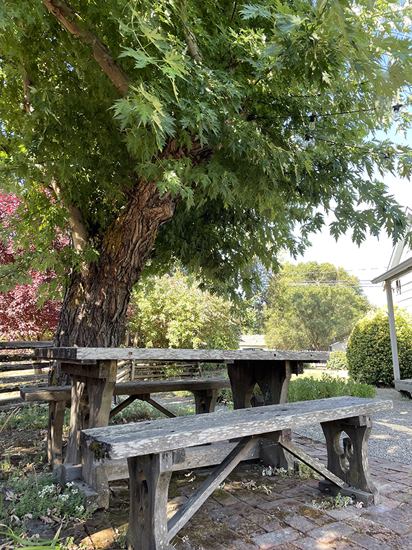 a rustic picnic table under a tree